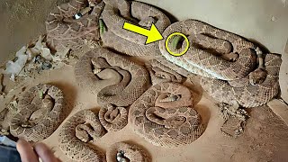 Man Finds Room Full Of Snakes  He Calls Police When He Realizes They Are Protecting Something [upl. by Dustie]