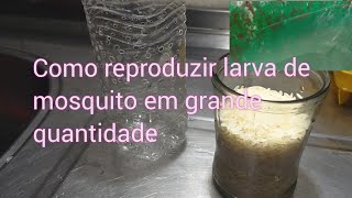 Como cultivar larva de mosquito alimento vivo para seu peixe [upl. by Lertnom]