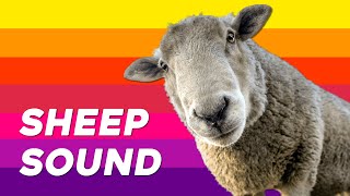 Sheep Sound  Sheep and Lambs Baaing Sounds [upl. by Notgnirrac]