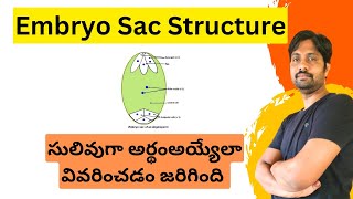 Embryo sac Structure Explained in Easy Way [upl. by Inez]