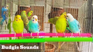 Beautiful Budgie Birds Talking Sounds  Love Birds Budgerigar [upl. by Mickelson]