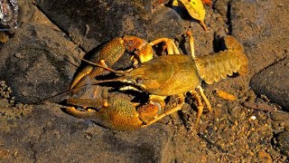 European wildlife – Noble crayfish Astacus astacus [upl. by Redmond458]