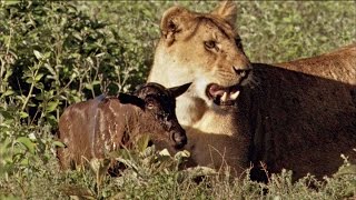 Baby Wildebeest Treats Lioness Like Mom [upl. by Nylekoorb]