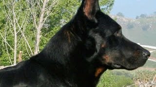 French Shepherd Beauceron Berger de Beauce [upl. by Yehsa]