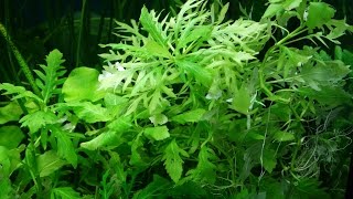 Синема изменчивая или Гигрофилла разнолистная  Hygrophila difformis [upl. by Ydahs218]