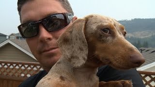 Man vs cougar Big cat punched out after snatching dog [upl. by Gruber894]