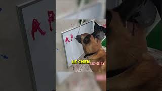 Ce Chien est Super Intelligent 🧠 [upl. by Chrissie]