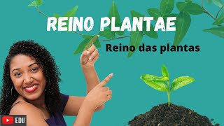 Aula Reino das Plantas Plantae [upl. by Eeresid284]