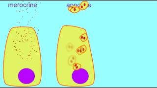 AP1 MEROCRINE APOCRINE amp HOLOCRINE GLANDS [upl. by Ymmat]