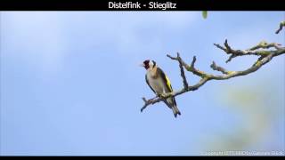 Distelfink  Stieglitz mit Gesang  European goldfinch singing  Carduelis carduelis 1080p HD [upl. by Bratton]