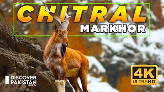 Worlds Largest Markhor Breeding Ground In Pakistan  Chitral Gol National Park  Discover Pakistan [upl. by Ogg]