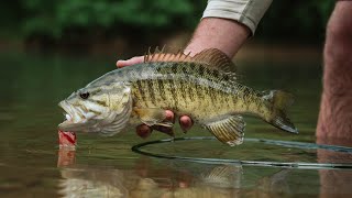 FLY FISHING for BIG River SMALLMOUTH  EPIC Bass Fishing [upl. by Icram906]