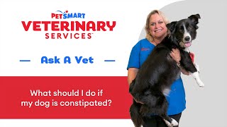 Dog Constipation Signs Remedies and When to See a Vet DogConstipation PetSmartVet PetCare [upl. by Dani]