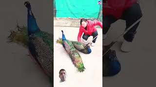 peacock birds parrot animals music bollywood hindisong bdsports song love [upl. by Ariaz]