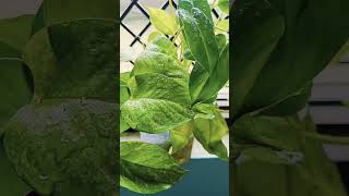 Indoor plants  water plants  Money plant spider plant viral video [upl. by Kcirb]