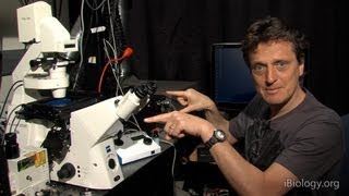 Microscopy Adjusting the Eyepiece and Camera Nico Stuurman [upl. by Norred]