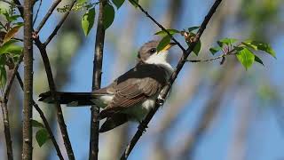 Yellowbilled Cuckoo [upl. by Iam]