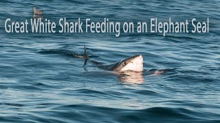 15ft Great White Shark feeding on an Elephant Seal at the Farallon Islands [upl. by Wenoa468]