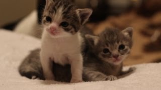 3 Weeks Old Kitten Update [upl. by Pooh392]