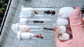 Myrmecia gulosa vs Myrmecia brevinoda vs Paraponera clavata vs Dinomyrmex gigas [upl. by Bink]