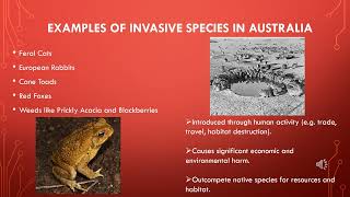 Invasive Species in Australia [upl. by Osicran]