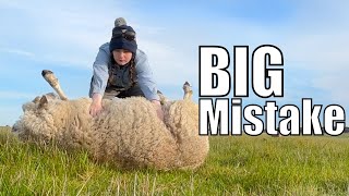 I made an UDDER MISTAKE  Australian Sheep Farm Vlog [upl. by Ogram]