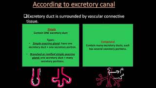 Animal Histology  Epithelial Tissue Part 2– Glandular Epithelium [upl. by Noami]