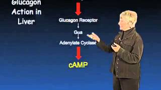 Glycogen Metabolism  Susan Taylor UCSDHHMI [upl. by Adham]