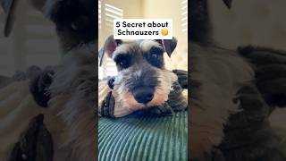 5 Secrets About Mini Schnauzers 🤫 minischnauzer [upl. by Bartholomew]