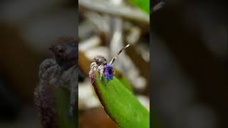 Peacock Spider Mating Dance [upl. by Matteo]