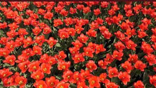 4K 30032019 Keukenhof tulip fields Lisse The Netherlands [upl. by Hayley]