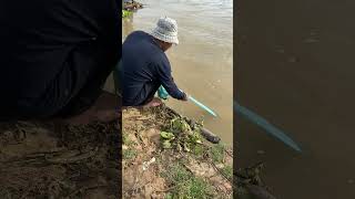 Rural fishing using cast net  Nimitt Fishing video Ep82 shorts fishing outdoors reels [upl. by Shaefer]