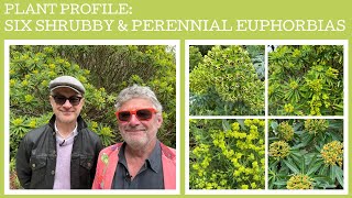 Plant profile six interesting shrubby or perennial Euphorbias [upl. by Castle]