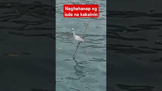 TagakKANNAWAY IN ILOCANO shortvideo trendingshorts asmrvideo [upl. by Osnofedli446]