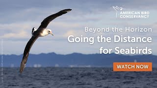 Beyond the Horizon Going the Distance for Seabirds  ABC Webinar [upl. by Eeimaj352]