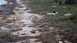 Stromatolites at Lake Thetis Nambung National Park Turquoise Coast Western Australia Sept 2011 [upl. by Euqinay183]