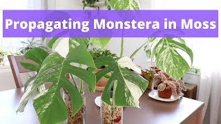 How to Propagate Monstera in Moss  Simple and Easy [upl. by Ecyor]