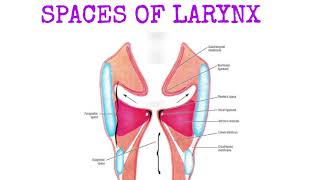 spaces of larynxanatomyoflarynxlaryngealspacesreinkesspace [upl. by Petuu769]