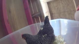 Plymouth Barred Rock Chicken Lays First Egg [upl. by Nuahsak]