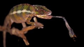 Chameleon Tongue Attack in Slow Motion  Earth Unplugged [upl. by Einafpets]