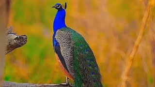 मोर का डांस peacock 🦚 dance 💃 roof birds the india pefowlpeacock sound and peacock flying peahen [upl. by Eiznekam]