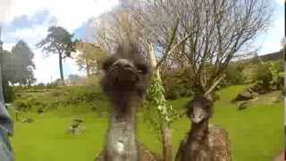 Emu attacks GoPro [upl. by Kancler432]