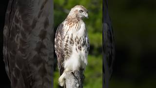 REDTAILED HAWK TAKES OFF flying shorts youtube trending bird hawk song cute redtail red [upl. by Joelle]