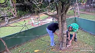 A different three toed sloth in the trees  031824  SlothTV via exploreorg [upl. by Kimball799]