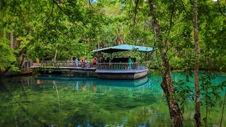 Jungle Cruise at Homosassa Springs Wildlife State Park  Old Florida Attraction amp Wild Animal Zoo [upl. by Wera]