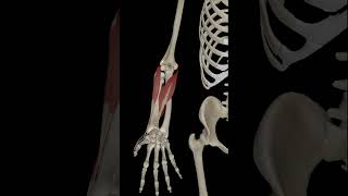 Wrist Joint Radial Deviation anatomy science 3danatomy humananatomy [upl. by Rosene]