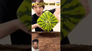 Japanese Square Watermelon 😍 facts​ watermelon​ melon​ amazing​ shortsvideo​ youtubeshorts [upl. by Razatlab]