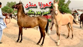 Horse Mandi Aminpur Bangla Paksitani Desi Horse For Sale [upl. by Eiloj203]