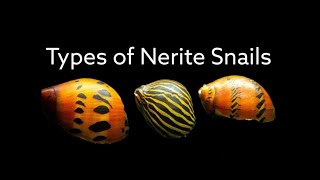 Types of Nerite Snails  Different Nerite Snail Varities  Aquarium Snail Species  Fish Keeping [upl. by Nikola]