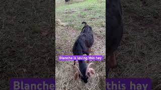 Blanche is happy with the hay goat goats goatsounds goatasmr [upl. by Crosse105]